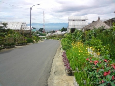 Menikmati Indahnya Hamparan Bunga di Cihideung Parongpong, tour bandung, wisata bandung